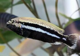 Melanochromis Auratus