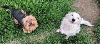 Darujem dve fenky Yorkshire a kríženec