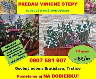 Vinič - viničné štepy, bezsemenné hrozno