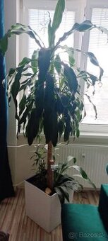 Dracena