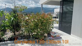 Tuja Smaragd, vavrínovec, červienka - Liptovský Mikuláš