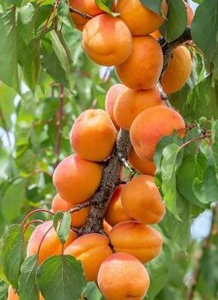 Marhule na kvas 0.75€/kg