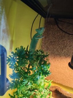 Chameleón jemensky