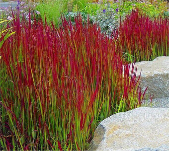 Predam Japonskú okrasnú trávu Cylindrica Imperata Red baron.