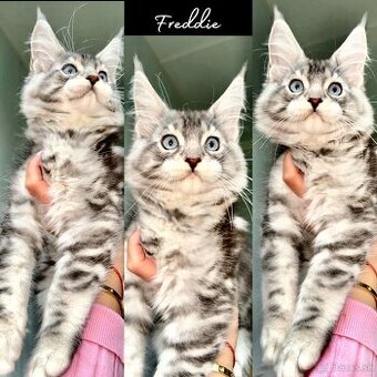 Mainská Myvalia s PP Maine Coon