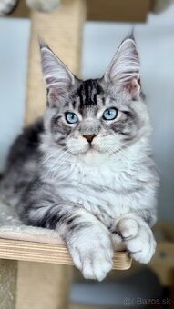 Freddie XXL veľkosť Mainská Myvalia s PP Maine Coon - 1