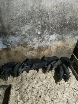 Vietnamské odstavcata