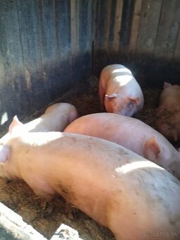 Predám domáce  prasata