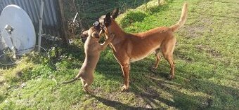 Belgický ovčiak malinois