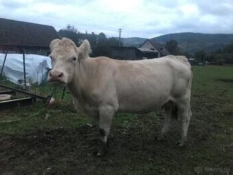 Predám teľnú kravu