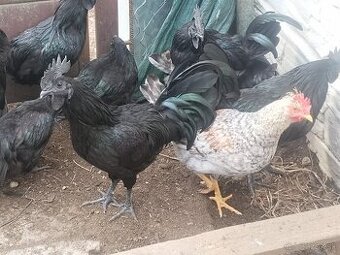 Cream Legbar a Ayam Cemani