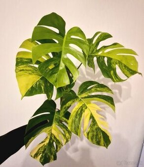 Monstera var. Borsigiana 'Aurea'💥