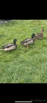 Predám kačice ruanske