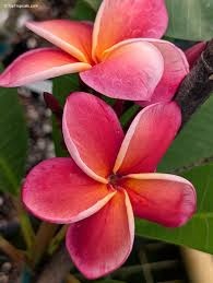 Predám Plumeria-Havajská