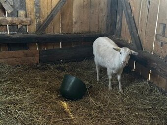 Koza , kozičky , kozy