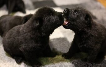 Nemecký ovčiak  s PP