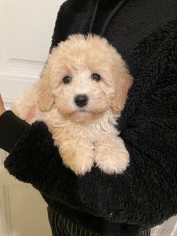 Maltipoo