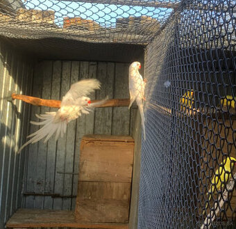 Alexander malý- predaj-albino r. 2024 a lutino r. 2025