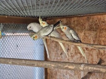 Na predaj Kórey biele obyčajne.Korely popolavé.