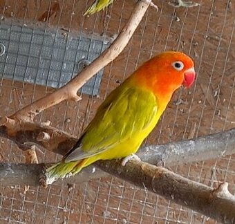 Agapornis fischeri dilute