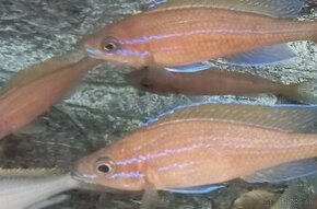 Paracyprichromis nigripinis chituta