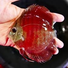 Discus, terčovce