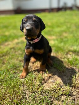 Šteniatka doberman