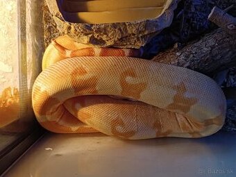 Boa constrictor kupim