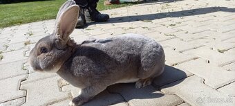 Ponukam na predaj samca slovensky sivomodry rex