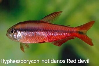 Raritné tetry- Hyphessobrycon notidanos