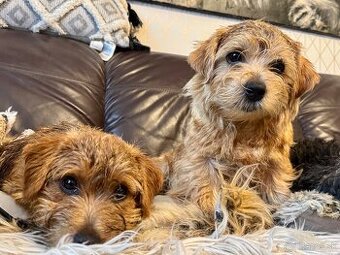 Norfolk terrier vrh September 2025