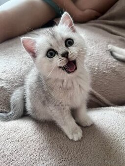 Britské mačiatka chinchilla