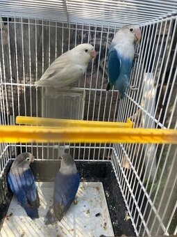 Agapornis fisher chovne pary