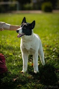 Sibírsky husky /kanadský eskimácky pes