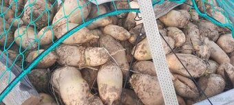 Burgiňa krmná repa