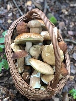 Predám tohtoročné sušené hríby