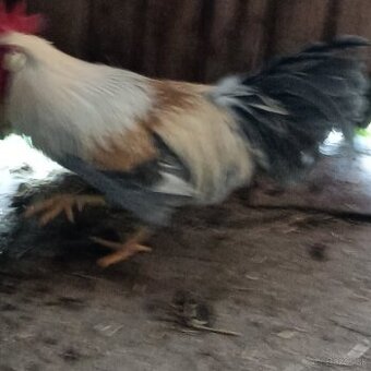 Predám kohúta Vlaška perlovo šedá. - 1