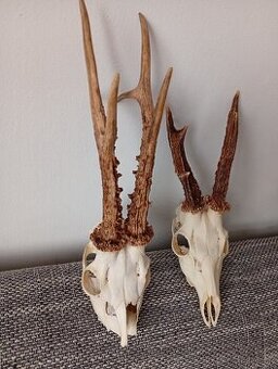 Parozie trofeje zhody