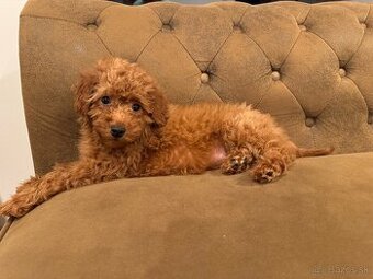 cavapoo - fenka