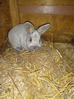 Velky svetly strieborny