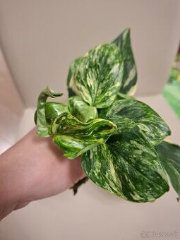 Monstera Cobra aurea