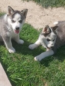sibírsky husky
