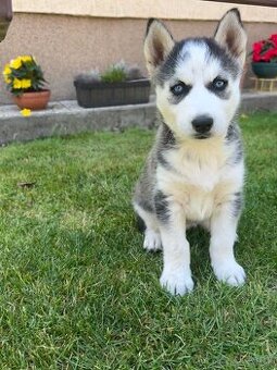 Sibírsky husky