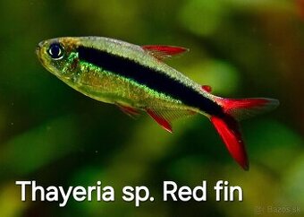 Akvarijné rybičky