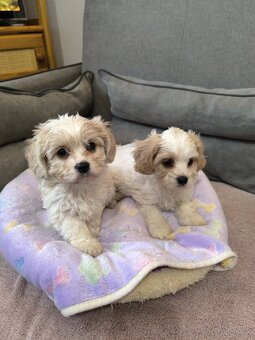 Bišon+Kavalier - Cavachon