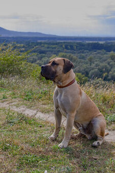 Kanarska Doga / Presa Canario s PP