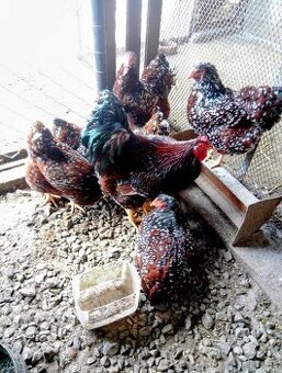 Ponúkam brahmanky hnede