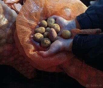 Predám zemiaky