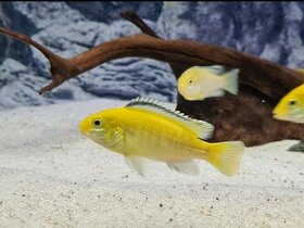 Africké cichlidy - labidochromis yellow - 1