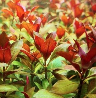 Ludwigia repens Rubin